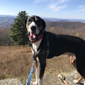 Fundraising Page: Lindsey Covington